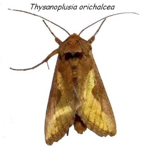 Réf. 198 761 : Thysanoplusia orichalcea